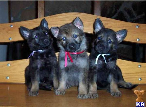 Puppies in MO