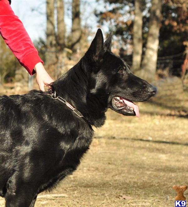 Stud Dogs - German Shepherd