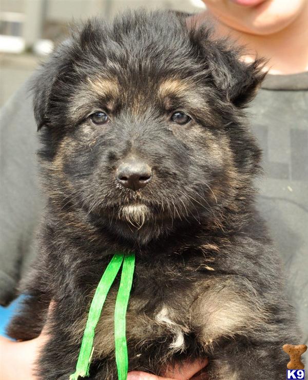 Puppies in MO