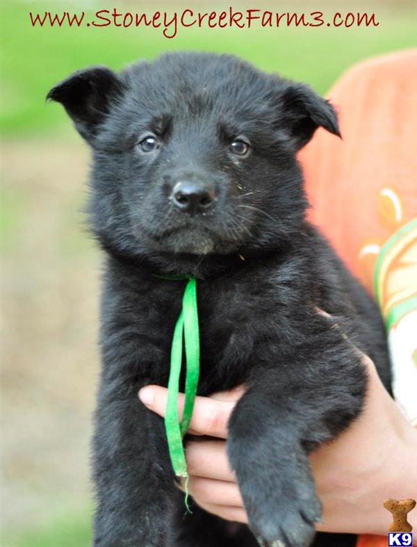 Puppies in MO