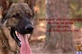 classified ad