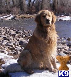 Stud Dogs in UT