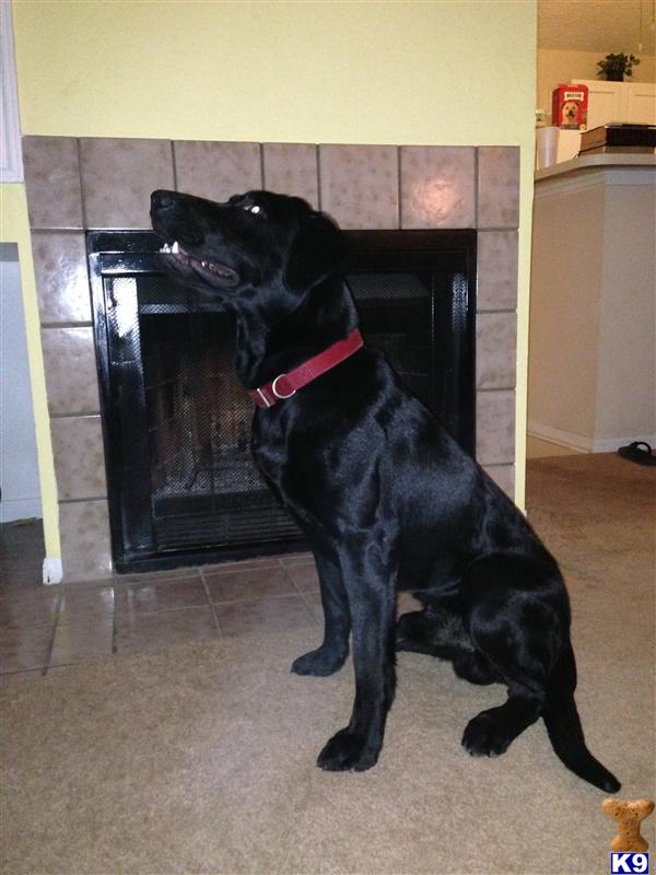 Stud Dogs - Labrador Retriever
