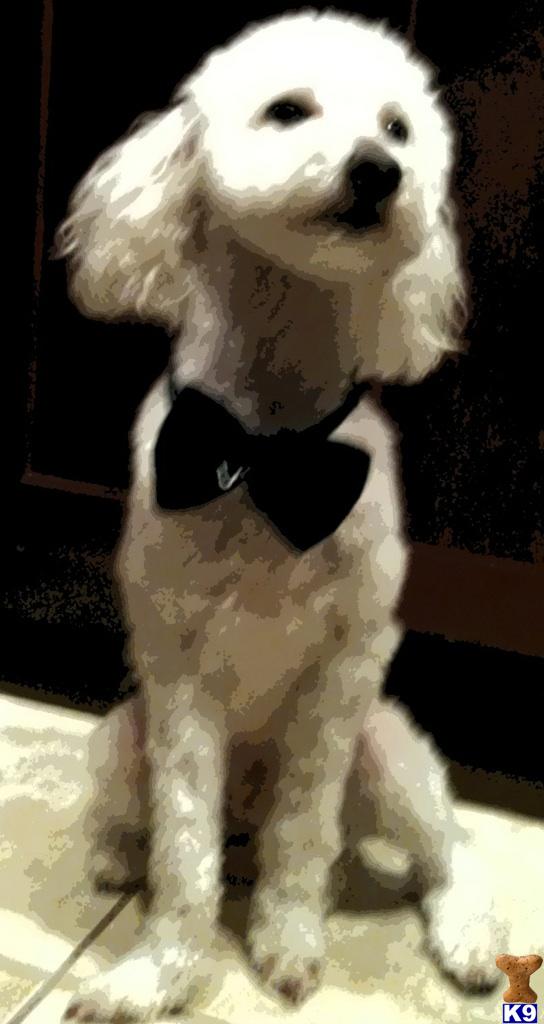 Stud Dogs - Poodle