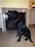 Stud Dog
