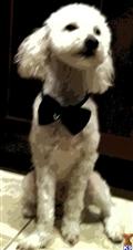 Stud Dog