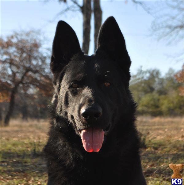 Dogs for Sale in TX
