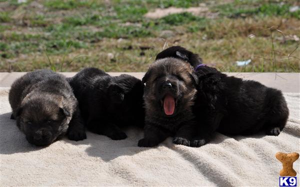 German Shepherd Puppies in TX