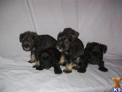 Miniature Schnauzer Puppies for Sale