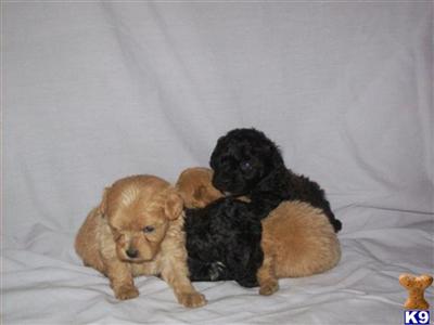 Puppies in AL