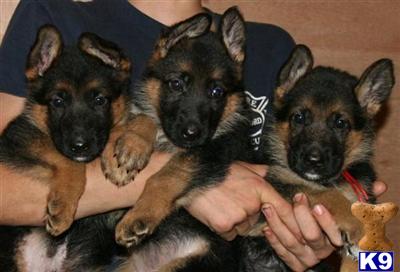 Puppies in CT