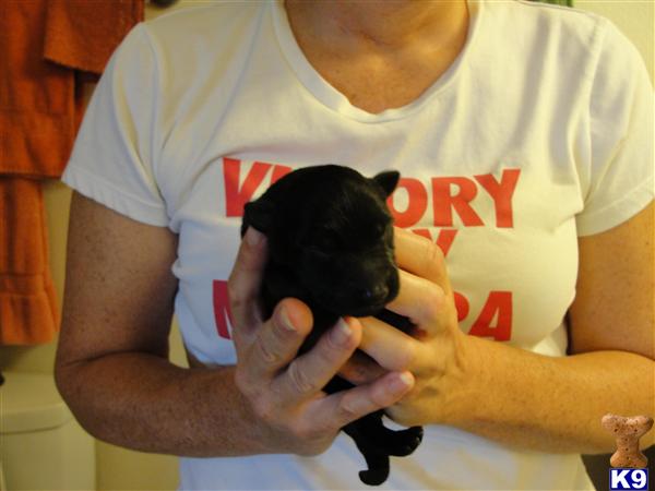 Puppies in Grand junction