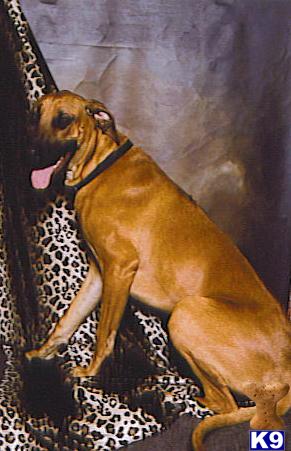 ridgeback mastiff mix rhodesian