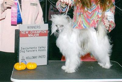 Stud Dogs - Chinese Crested