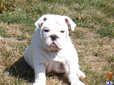 Bulldog Puppies for Sale