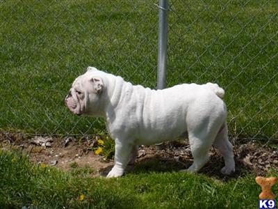 Bulldog Puppies for Sale