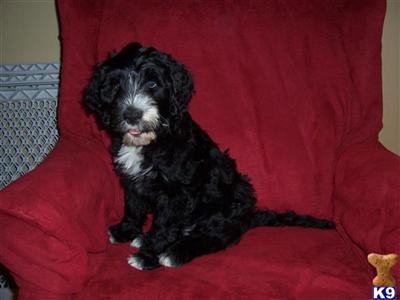 Portuguese Water Dog Puppies for Sale
