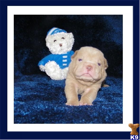Puppies in SUMMERVILLE