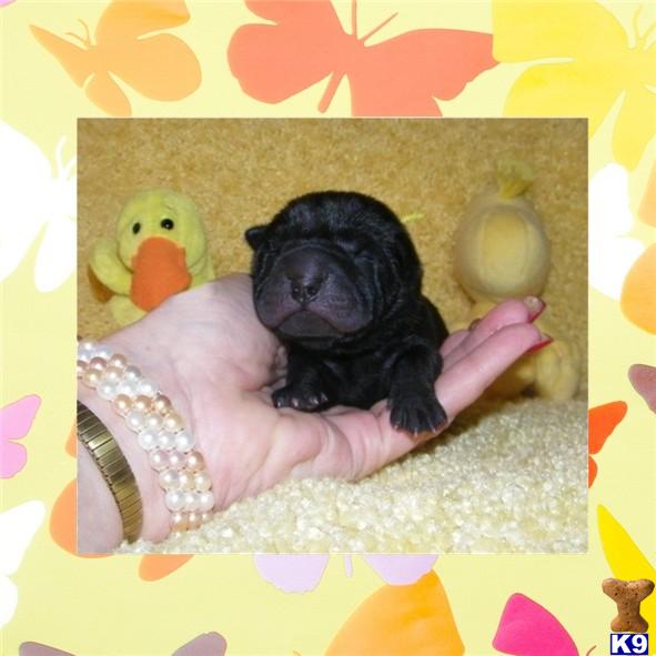 Puppies in SUMMERVILLE