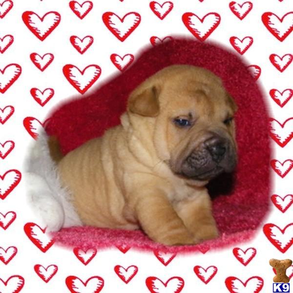 Puppies in Summerville
