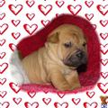 Chinese Shar-Pei