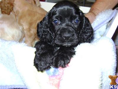 Cocker Spaniel Puppies in TX