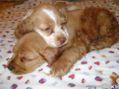 Cocker Spaniel Puppies in TX