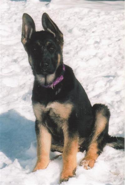 Puppies in MT