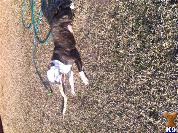 Dogs for Sale in MS
