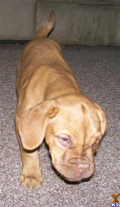 Dogue De Bordeaux Puppies for Sale