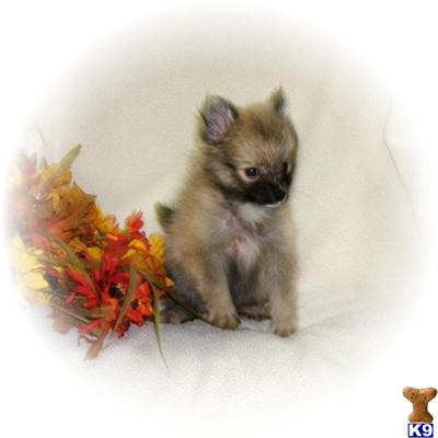 Puppies in Willow spring
