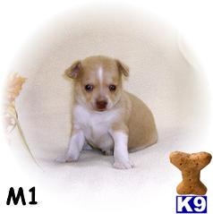 Puppies in Willow spring