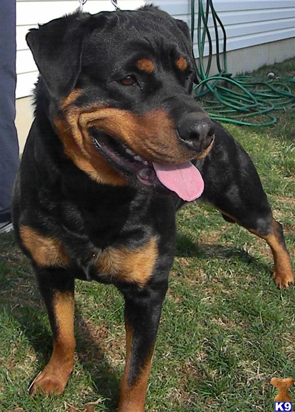 Dogs for Sale in IL