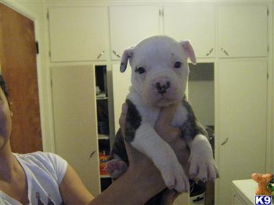 American Bulldog Puppies in CO
