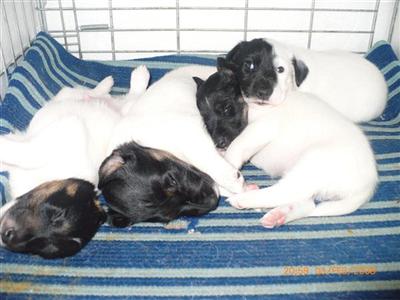 Puppies in RI