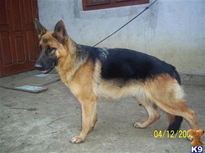 Dogs for Sale in CA