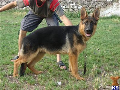 Dogs for Sale in CA
