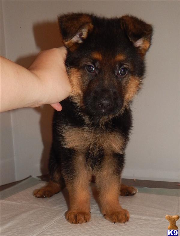 german shepherd puppies for sale in louisville ky document moved german shepherd puppies for sale in louisville ky document moved