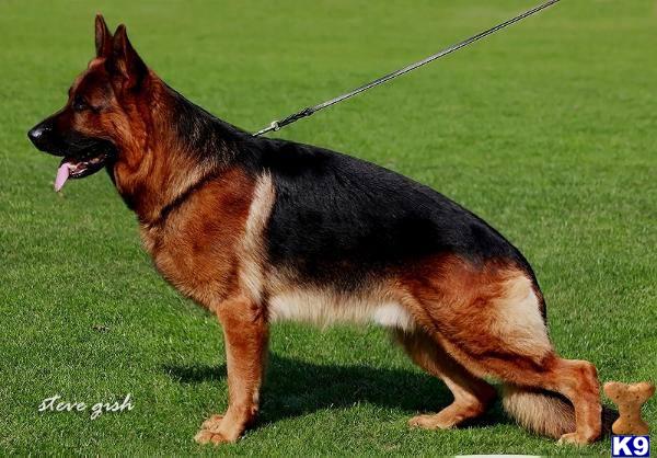 german shepherd puppies for sale in louisville ky document moved german shepherd puppies for sale in louisville ky document moved