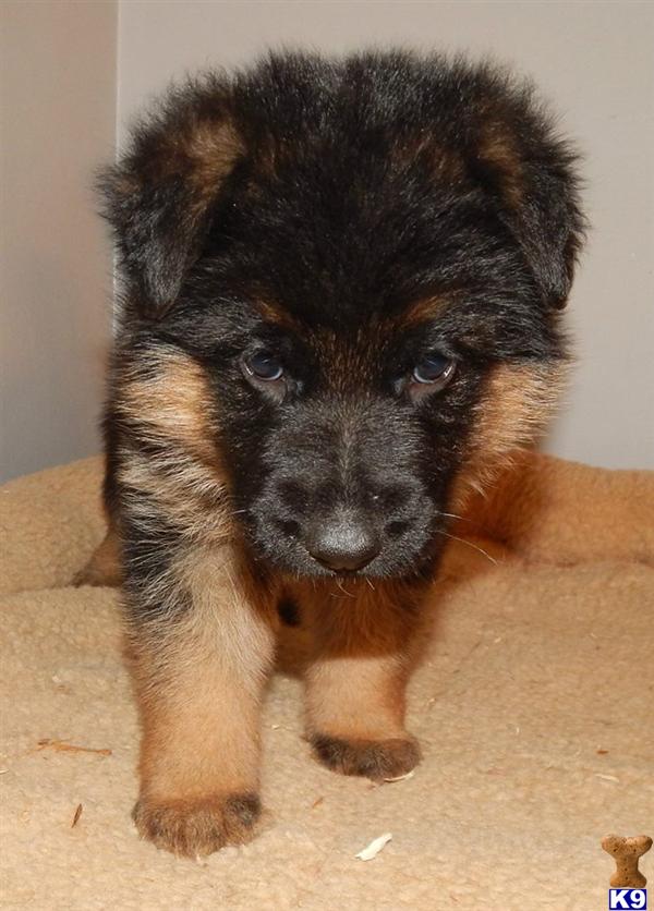 german shepherd puppies for sale in louisville ky black german shepherd puppy for sale in louisville kentucky breeds picture german shepherd puppies for sale in louisville ky black german shepherd puppy for sale in louisville kentucky breeds picture