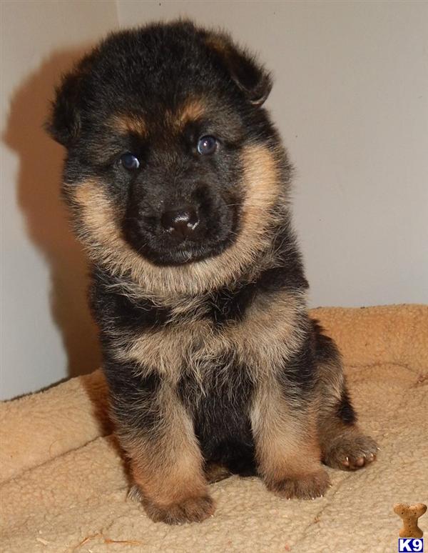 german shepherd puppies for sale in kentucky german shepherd puppies for sale in kentucky german shepherd puppies for sale in kentucky german shepherd puppies for sale in kentucky