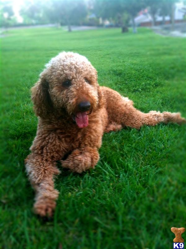 Stud Dogs - Goldendoodles