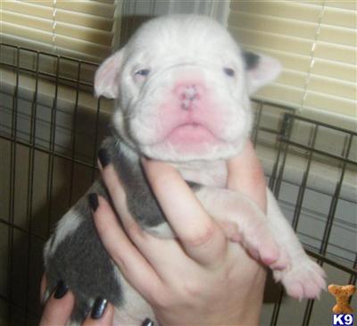 Puppies in MD