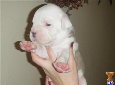 Puppies in MD