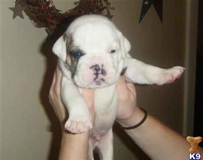 Puppies in MD