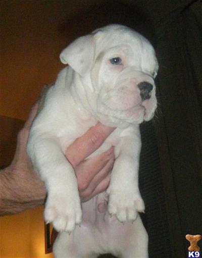 Puppies in MD