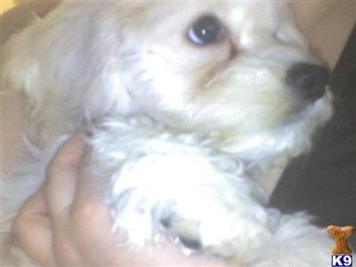 Cockapoos Puppies for Sale