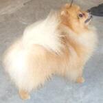 Stud Dogs - Pomeranian