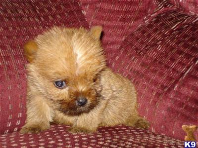 Norwich Terrier Puppies for Sale