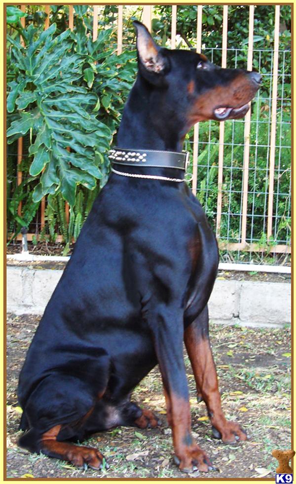 doberman puppies for sale in california catahoula breeders in california breeds picture doberman puppies for sale in california catahoula breeders in california breeds picture